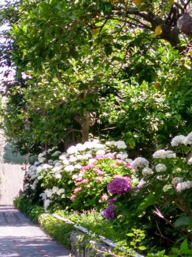 a garden with pink and white flowers and trees at Depandance Casa Paolina in Capri