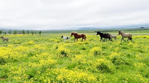 a group of horses running in a field of flowers at Flugumýri 2 in Varmahlid