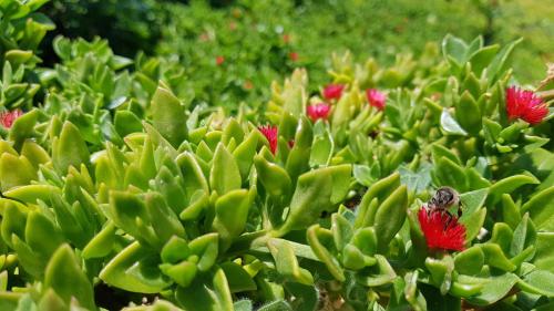 a green plant with red flowers and a beetle on it at Galini Breeze in Agia Galini