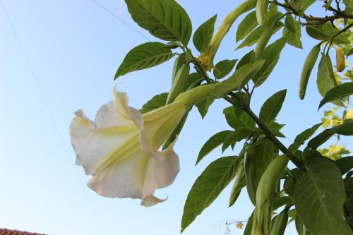 a white flower hanging from a tree branch at Casa o Futuro in Alcobaça