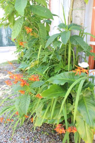 a plant with orange flowers and green leaves at Casa o Futuro in Alcobaça