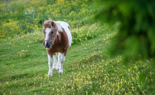 a brown and white horse standing on a grassy hill at Sattleggers Alpenhof & Feriensternwarte in Berg im Drautal