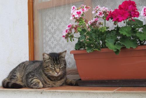 Pet ou pets ficando com hóspedes em Cserépkályhás Vendégház