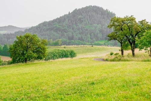 a field of grass with trees and a mountain at Treehouse pod Jestedem in Světlá pod Ještědem