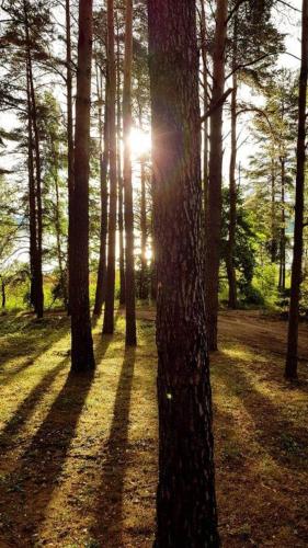a group of trees with the sun shining through them at Dwa Pomosty in Augustów