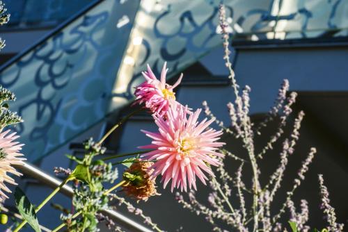 a bunch of pink flowers in front of a building at Arboris Appartement in Appiano sulla Strada del Vino