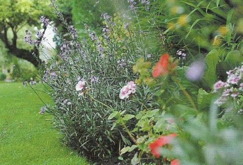 a garden with purple and pink flowers at Gaskell Arms in Much Wenlock