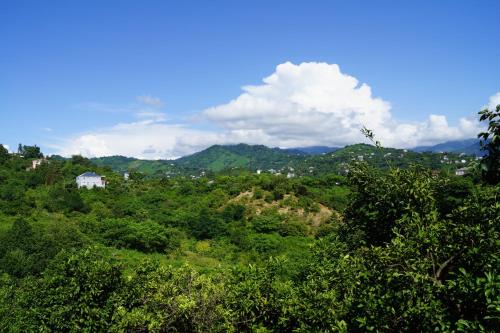 a view of a hill with trees and a house at AnaMaria in Batumi