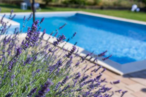 a blue swimming pool with purple flowers in front of it at Apartment Alex in Zadar