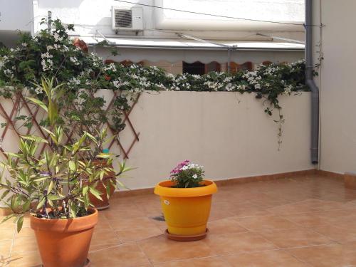 a group of potted plants in a room at Maria Apts in Istron