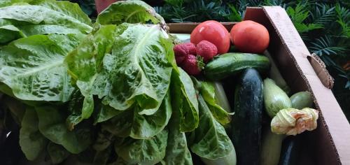 a box filled with lots of fresh vegetables at Dionysus House Lasithi Plateau in Magoulás