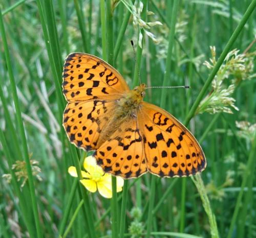 an orange butterfly sitting on a yellow flower at Le Moulin de Pensol - Gites in Pensol