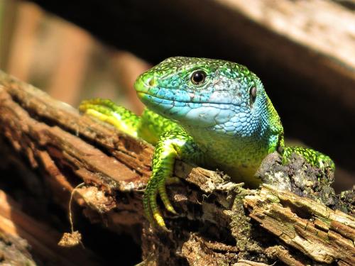 a green lizard is sitting on a stick at Le Moulin de Pensol - Gites in Pensol