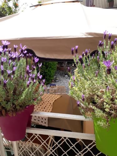 a group of purple flowers in potted plants under a tent at B&B La Villetta Palese in Bari