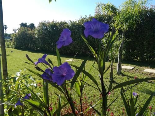 a group of purple flowers in a garden at Giardino D'Oriente in Otranto