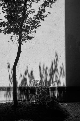 a black and white photo of a tree and its shadow at Wuz Kamogawa in Kyoto