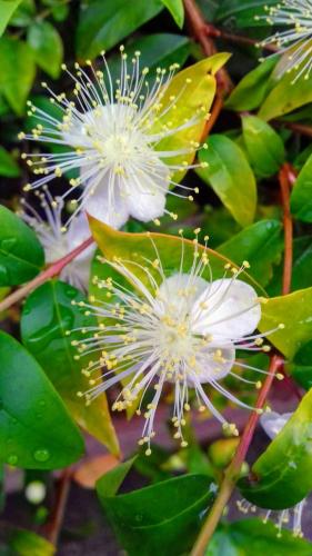 a plant with white flowers and green leaves at Vistamare in Orosei