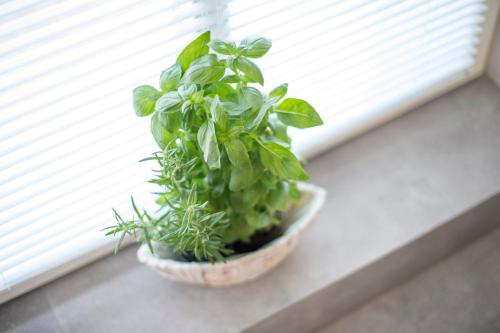 a green plant in a pot on a window sill at Apartamenty4you - Apartamenty Atlantic in Sopot