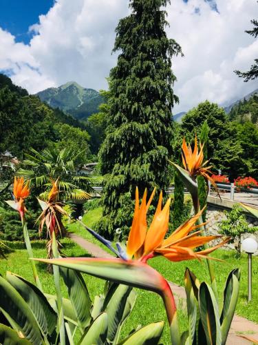 a group of flowers in front of a tree at Tannerhof Bed & Breakfast in Caines