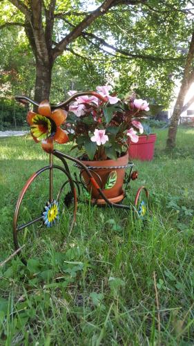 Le Saule Rêveur – Photos 4