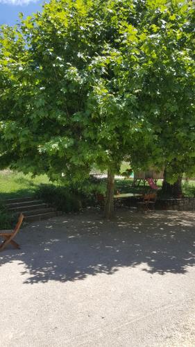 Le Saule Rêveur – Photos 3