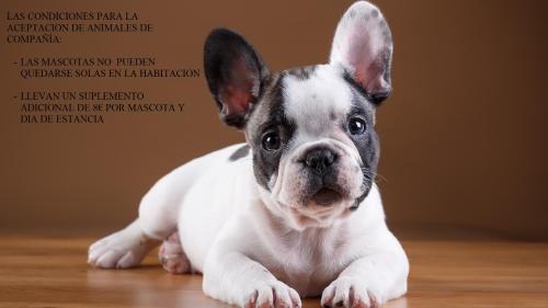 a small white dog laying on a wooden floor at La Flor De Al-Andalus in Merida