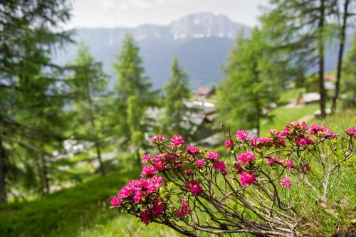 a bunch of pink flowers on a bush at Sattleggers Alpenhof & Feriensternwarte in Berg im Drautal