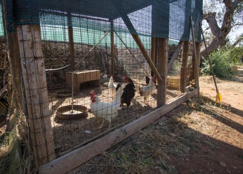 a group of chickens in a cage at Biancolivo Gallipoli in Salento in Gallipoli