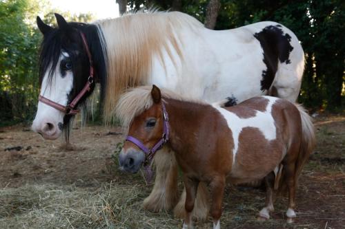 a horse standing next to a small pony at Mobile Homes Dvor in Manjadvorci