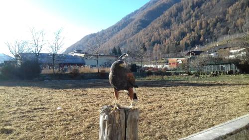 a large bird standing on top of a wooden post at B&B Nido Delle Aquile in Monclassico