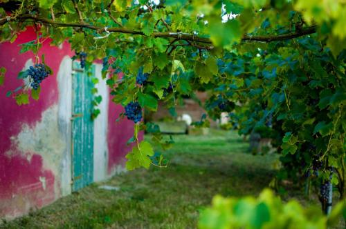 a bunch of grapes hanging from a tree at Agriturismo Valle Isola "La Tana del Gusto" in Comacchio
