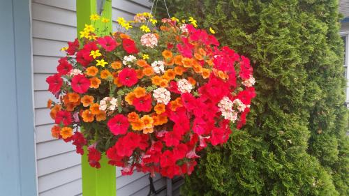 a hanging basket of flowers on the side of a house at Bay Port Lodging in Frankfort