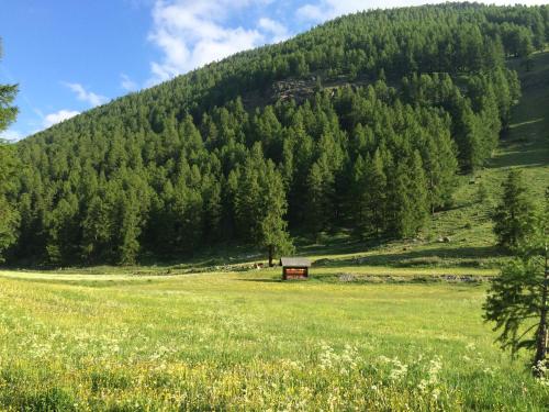 a field of grass with a hill with trees at Chesa Piz d'Esan in S-chanf