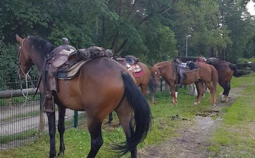 a group of horses standing next to a fence at Pension New Nomads in Zesch