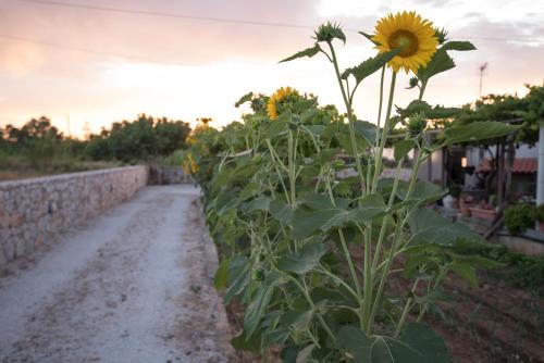 a sunflower growing in a field next to a dirt road at Electra Studios in Gerani Chanion