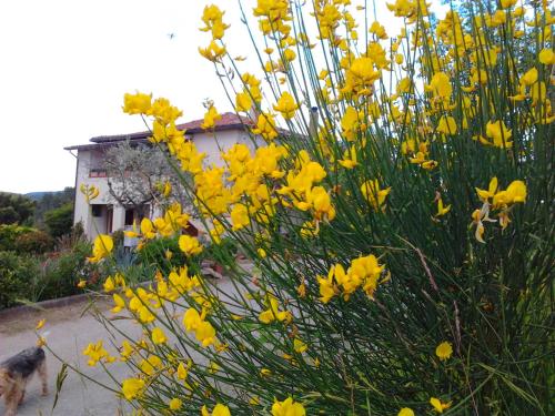 Gallery image of Il Mulinetto in Canalicchio