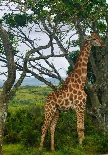 a giraffe standing in front of a tree at Premier Resort Mpongo Private Game Reserve in Macleantown