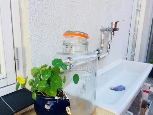 a plant in a glass jar next to a sink at Badepensionat Sandloppen - Ferielejligheder in Allinge
