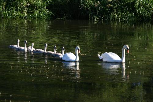 a group of white swans swimming in the water at Le Gite Du Breux Face Semois Chassepierre au 2 ème étage in Chassepierre