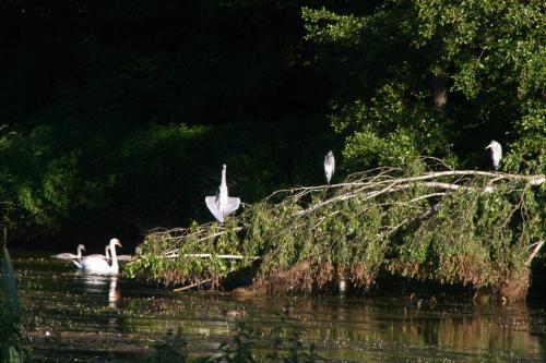 a group of pelicans swimming in the water at Le Gite Du Breux Face Semois Chassepierre au 2 ème étage in Chassepierre