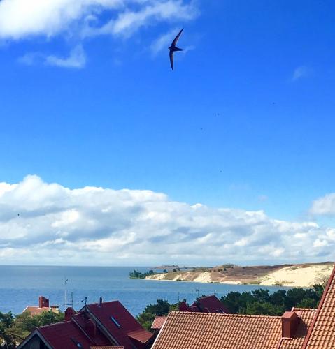 Un uccello che vola nel cielo sull'oceano di Neringa a Nida