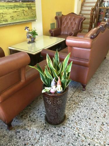 a plant in a pot in a waiting room at 叁樓民宿 in Taitung City