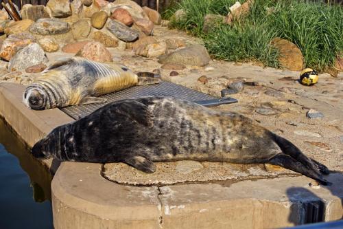 a seal laying on a rock next to the water at Foka, Sun & Snow in Hel