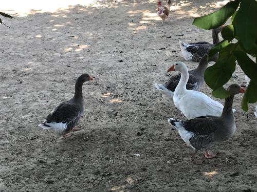 a group of ducks walking on the ground at Farkas Apartman Rezi in Rezi