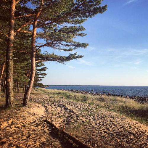 a beach with trees and the ocean in the background at Tahkuna Forest House in Kõrgessaare