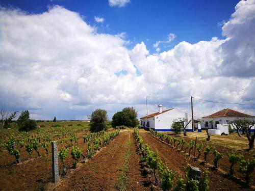 a field of vines with a house in the background at Monte dos Velhos in Reguengos de Monsaraz
