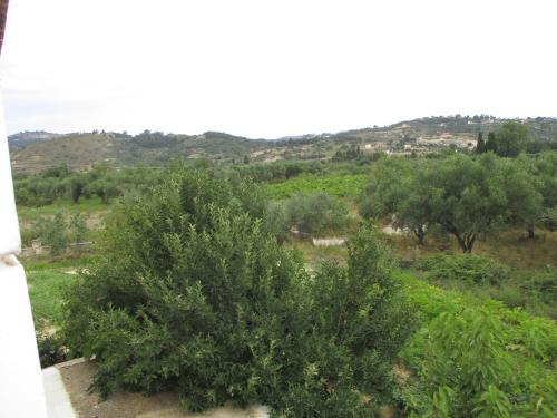 a tree in a field with bushes and trees at Ammodares in Lixouri