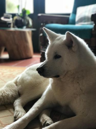 a white dog laying on the floor in a living room at El Pueblito Hotel Boutique in Samaipata