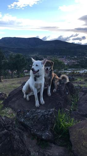 two dogs sitting on top of a rock at El Pueblito Hotel Boutique in Samaipata