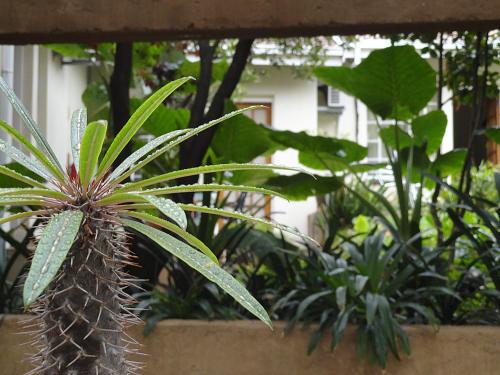 Taman di luar Constantia Manor Guest House